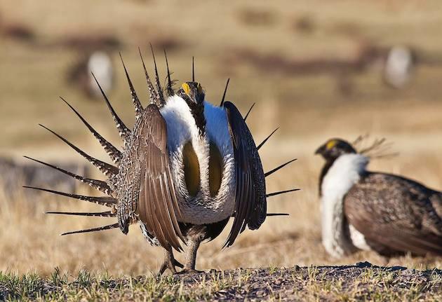 Deadline Looms for Sage Grouse