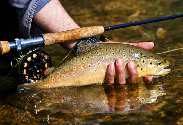 Essential Items for Backcountry Fly Fishing - Sporting Classics Daily