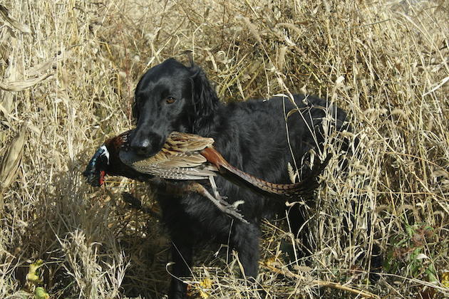 Forgotten Retrievers