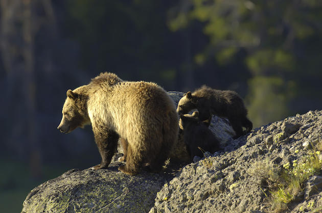 Grizzly that Killed Yellowstone Hiker Put Down