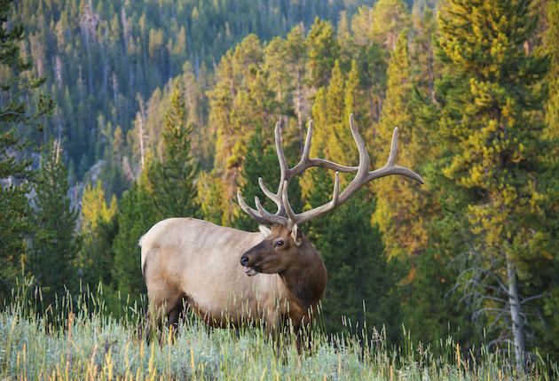 Steel City Dreams and the Elk