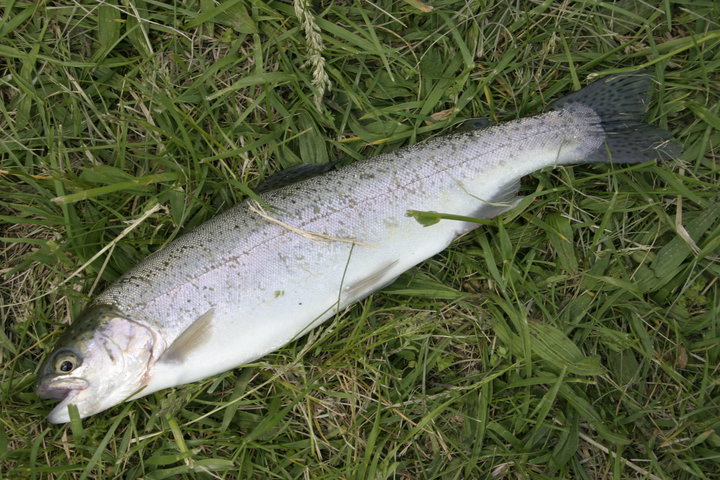 fresh rainbow trout on grass