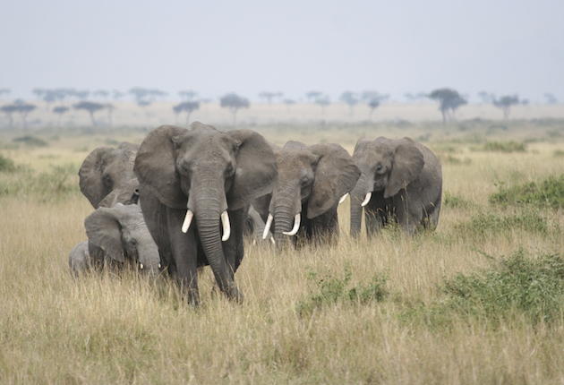 A Taxidermist Could End Elephant Poaching Forever