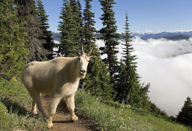 Aggressive, Tourist-Fed Goats Cause Trail Closure