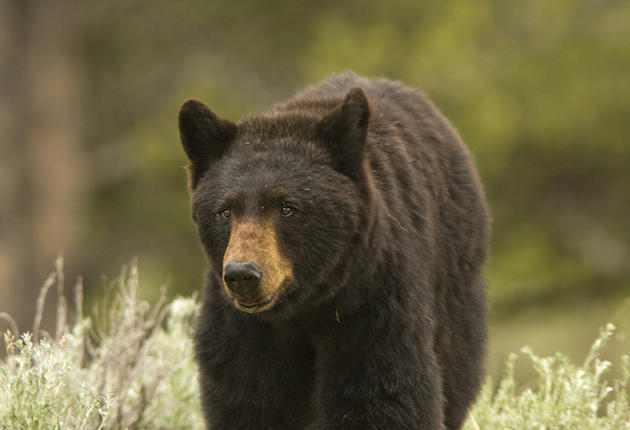 "Conservation" Group Tries to Halt Florida Bear Hunting