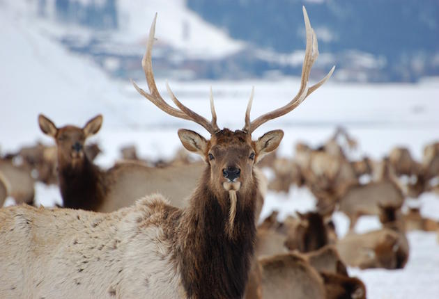 Elk Everywhere