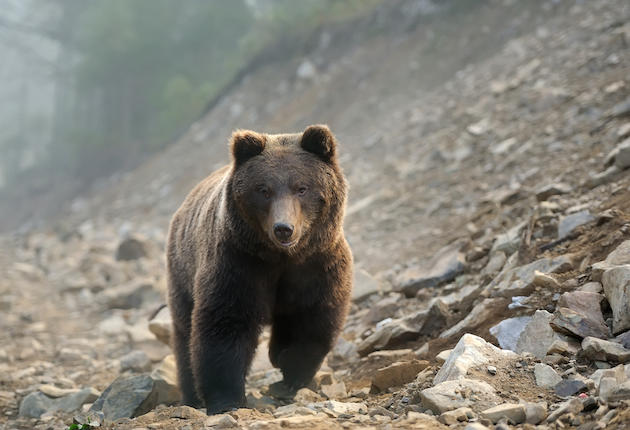 Elk Hunter Fends Off Bears with .44