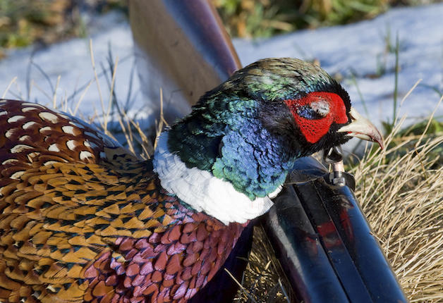 Minnesota to Spend $100 Million on Pheasant Conservation