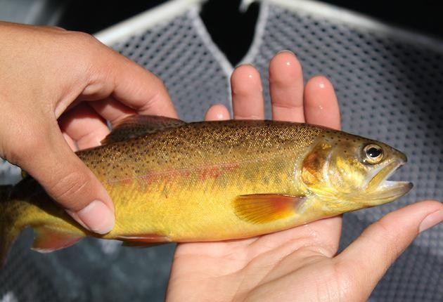 The Trout You’ve Never Heard Of (and Almost Never Did)