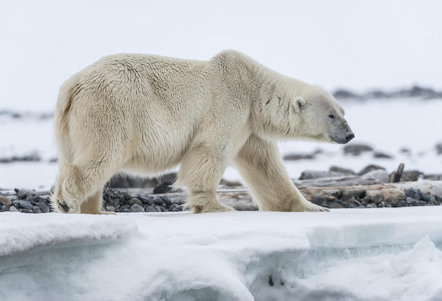 Watch: Fred Bear’s Polar Hunt | Sporting Classics Daily