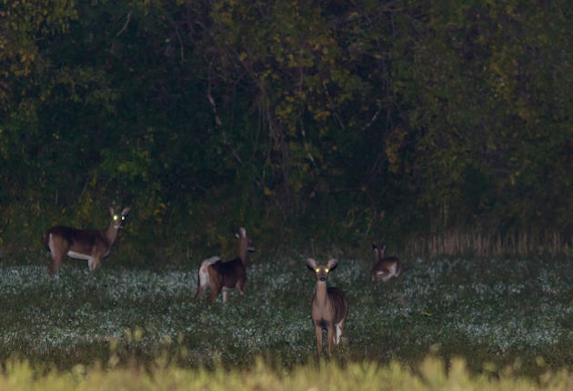 Federal Judge: Chippewa Tribe Can Hunt Deer at Night … Again