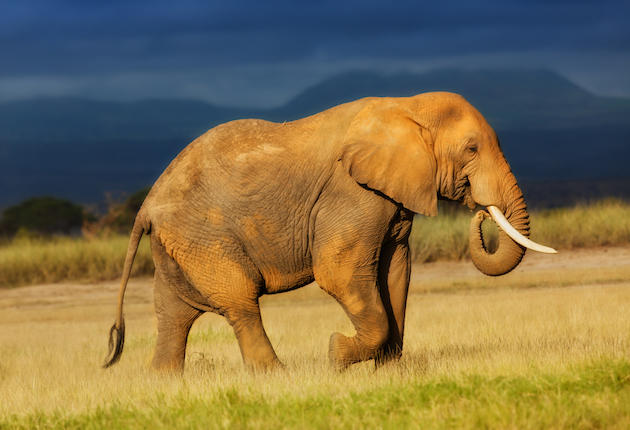 Elephants May Hold the Cure for Cancer