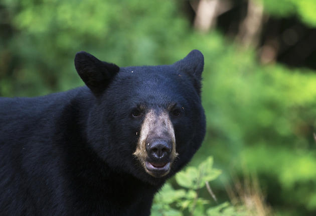 Florida Planning Second Bear Hunt Despite Protestors