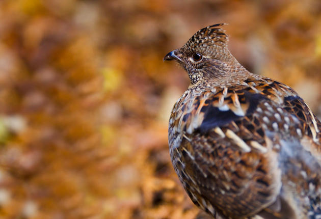 Wisconsin Ruffed Grouse West Nile Virus Results