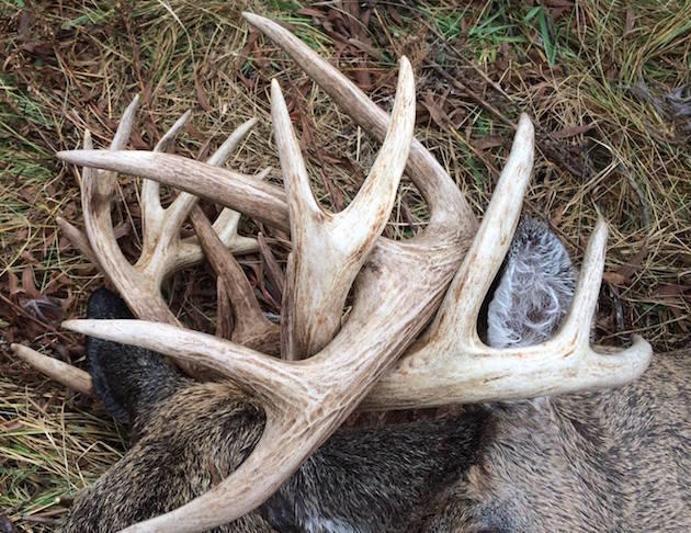 Huge Bucks Die After Locking Antlers