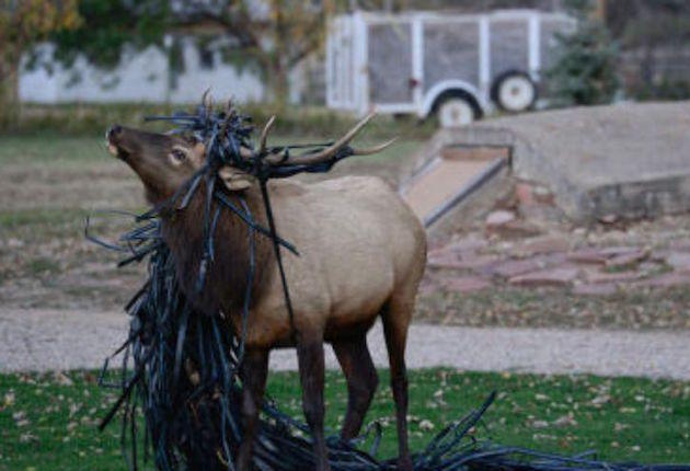 Elk Entangles Itself with Greenhouse Drip Line