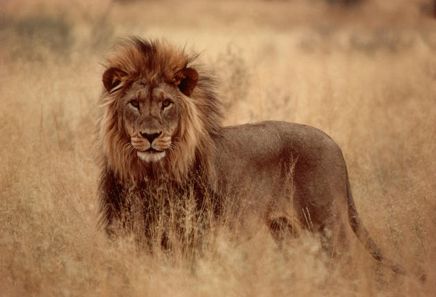 France Bans Lion Trophies