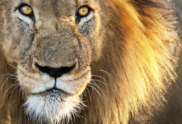 Italian Lion Hunter Won’t Cave to Protestors