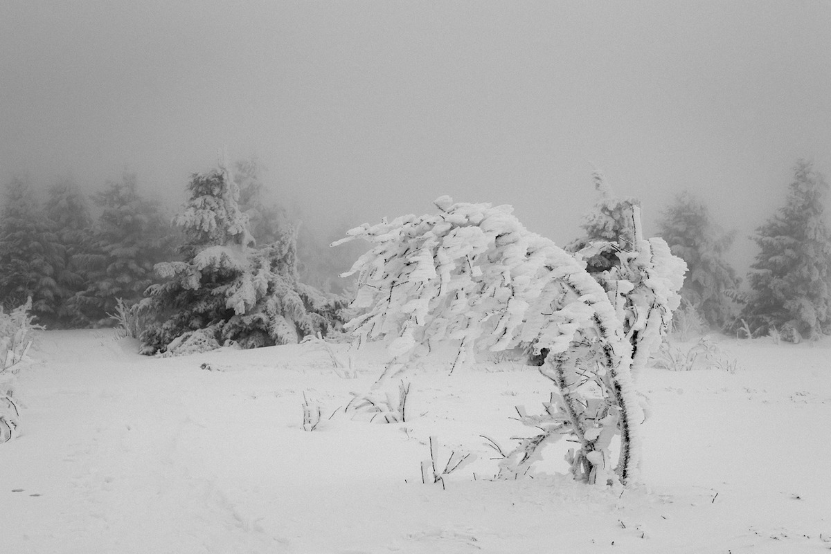 Wind-blown snow and trees