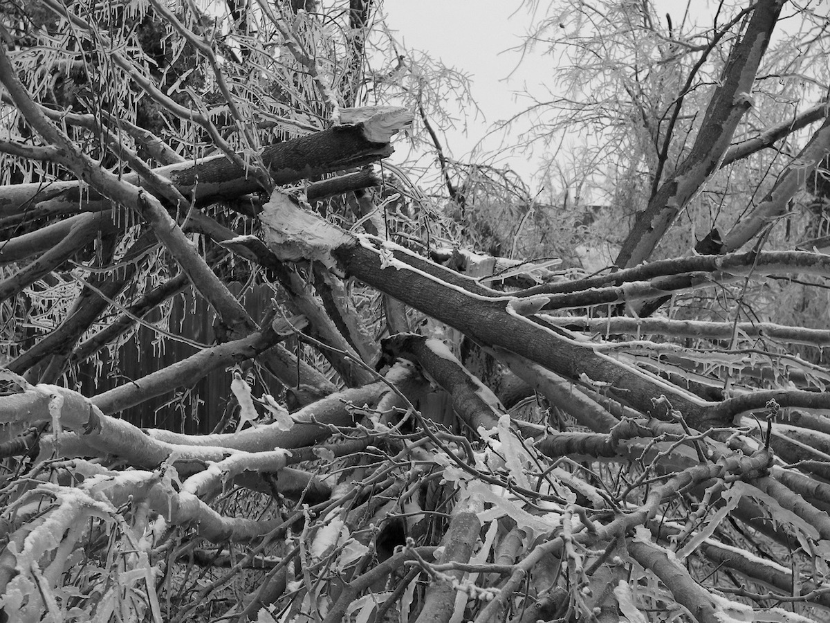 fallen trees, snow and ice