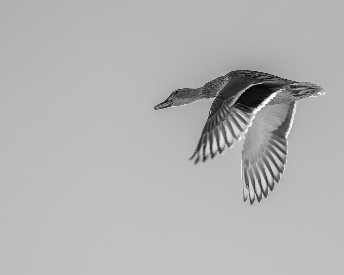 flying mallard duck