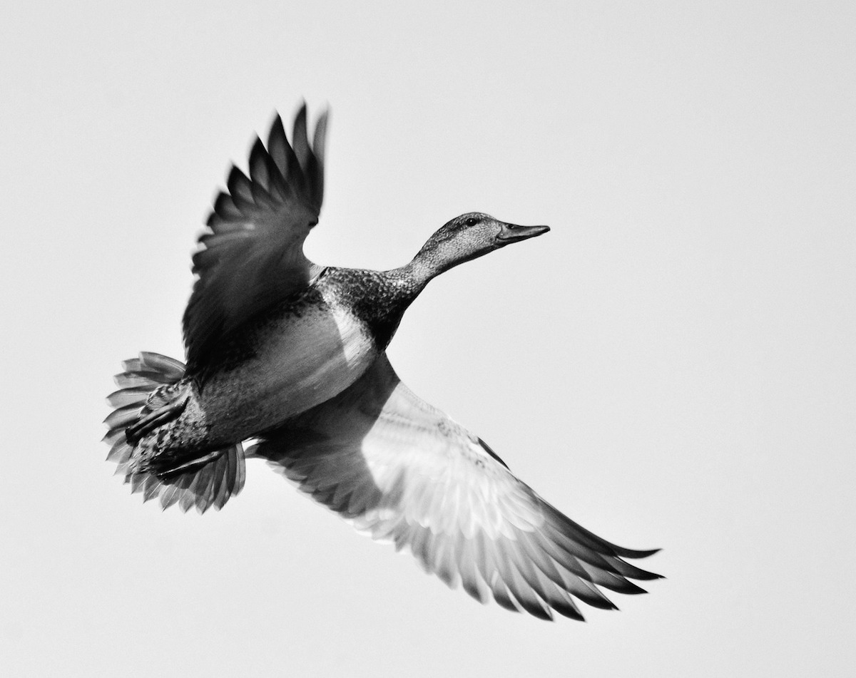flying gadwall duck