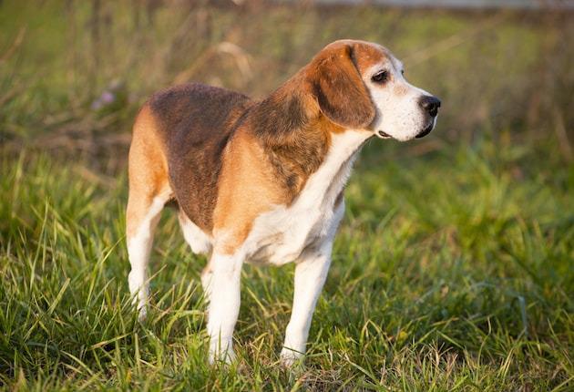 Military Police Officer Kills Two Foxhounds for Disrupting Hunt