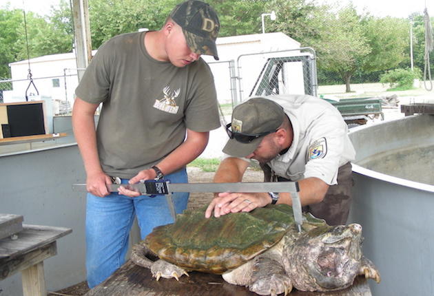 Tishomingo Turtles