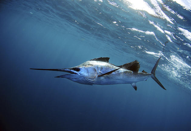 Woman Stabs Boyfriend with Mounted Sailfish