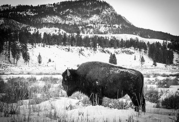 Yellowstone to Cull 1,000 Bison