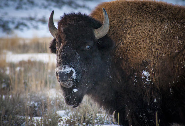 The Yukon Wants More Bison Killed