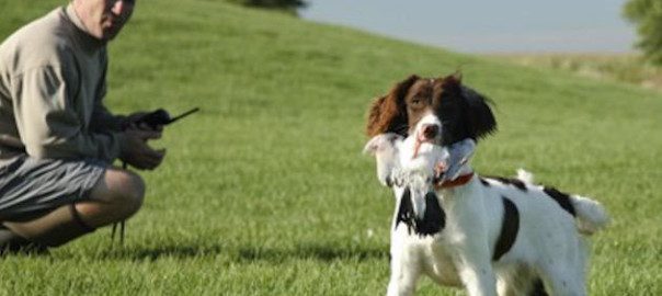 e-collar training