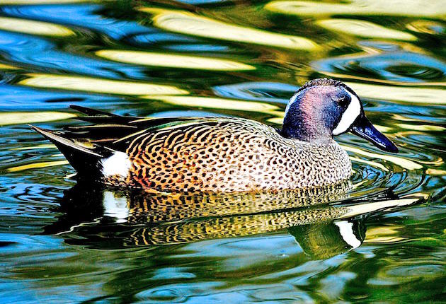 Nine More of the Best Waterfowling Quotes