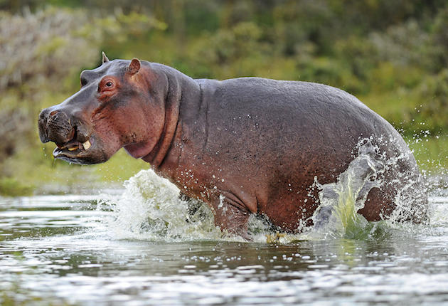 Pablo Escobar's Hippos Are Running Wild - Sporting Classics Daily