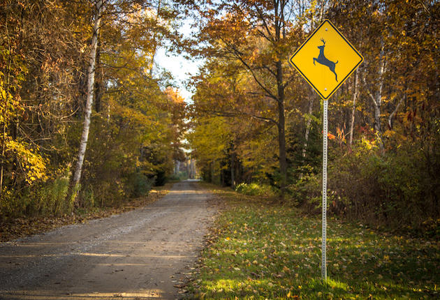 Top 20 States for Deer-Vehicle Collisions