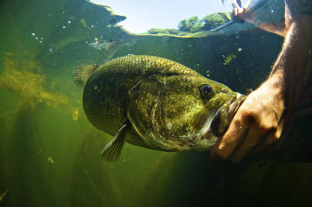 Lake Eufaula holds an abundance of largemouth, hybrid, and spotted bass. (Photo via Thinkstock)