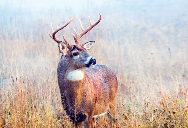 CWD Control Permits