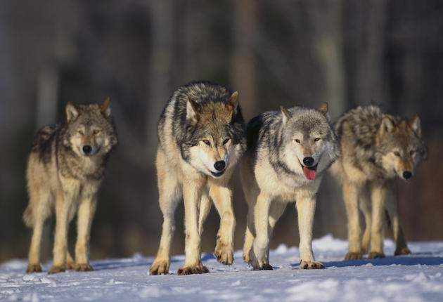 Colorado Says No to Wolf Introductions