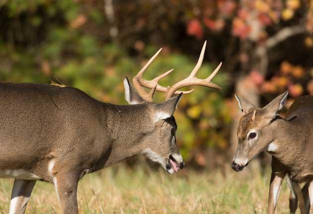 U.S. Hunters are Finally Killing More Mature Bucks than Yearlings