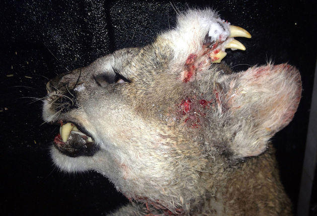 Mountain Lion Killed With Extra Set of Teeth … In Its Forehead!