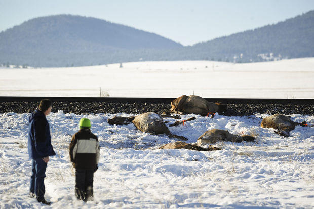 Train Kills 23 Elk in Montana