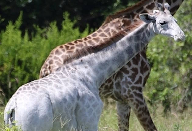 White Giraffe Turns Heads in Tanzania