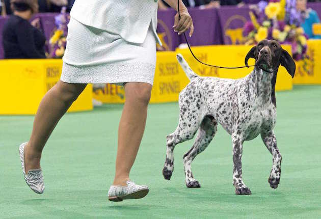 Sporting Breed Wins Big at Westminster - Sporting Classics Daily