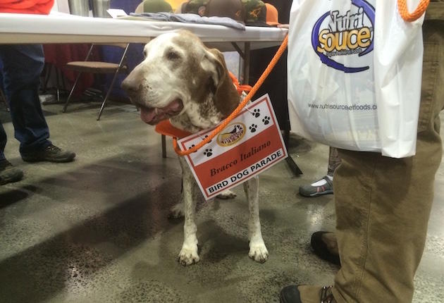 Photos: The Dogs of Pheasant Fest