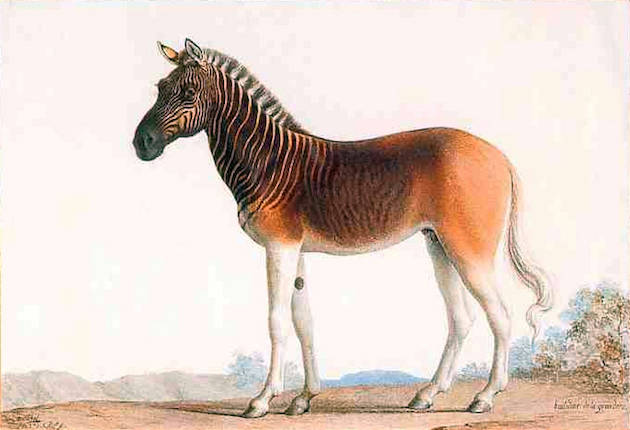 Extinct Zebras Making Comeback - Sporting Classics Daily