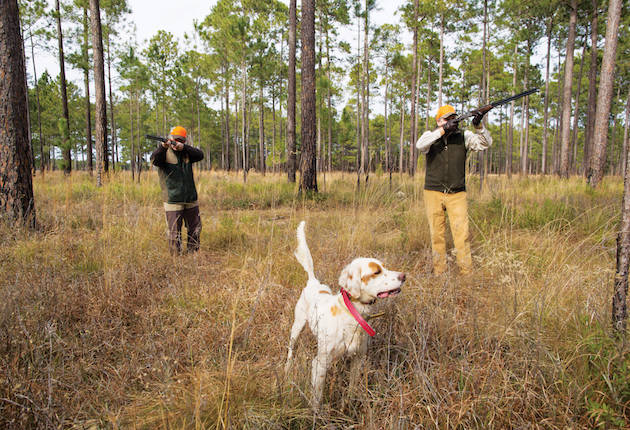 Fine Guns, Fine Dogs