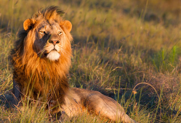 Zimbabwe to Cull 200 Lions after Banning Hunting