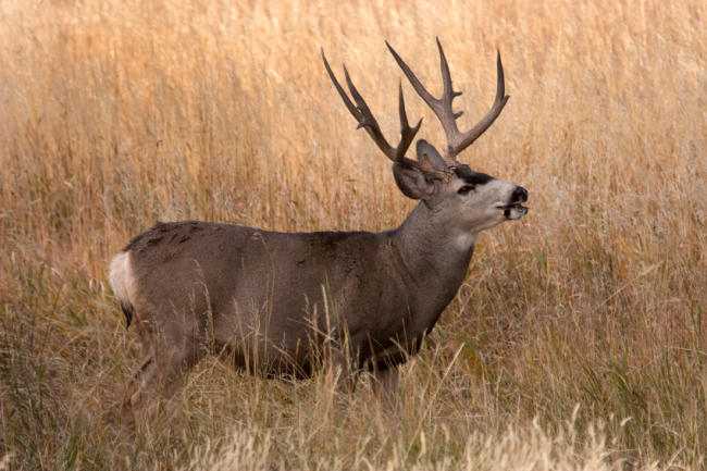 Man Bids $410,000 for Utah Mule Deer Tag