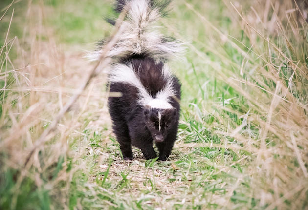 How to Train a Skunk