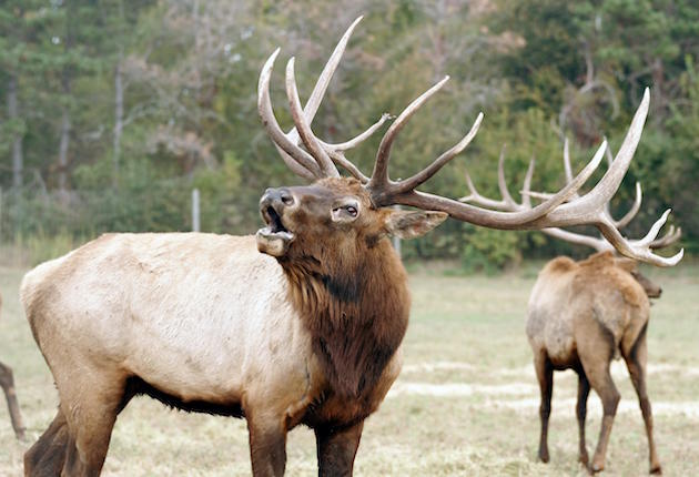 RMEF Sets Record Membership High